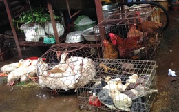 Hà Nội: Giá thịt gà tăng 3 lần chỉ trong một tuần do khan nguồn cung