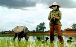 Vì sao người Việt Nam sống trong nước nông nghiệp nhưng phải ăn gạo giá cao?