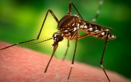Brazil chống bệnh sốt xuất huyết bằng muỗi biến đổi gen