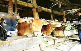 Vì sao bò Úc ồ ạt tràn vào Việt Nam theo cấp số nhân?