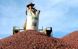 Báo Tây nhận xét về cà phê Việt: Một hiện tượng thú vị!