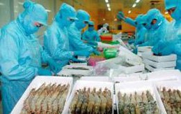 Mỹ bắt đầu thẩm tra DN xuất khẩu tôm Việt Nam