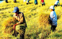 Ba khoảng trống “rủi ro” của nông nghiệp Việt Nam