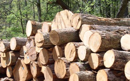 Nhập khẩu gỗ nguyên liệu từ Campuchia không cần Giấy phép từ Bộ Công thương