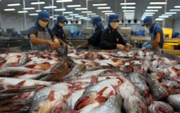 Nga cấm nhập khẩu cá tra Việt Nam
