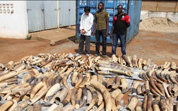 Togo bắt giữ 1,7 tấn ngà voi đang trên đường đến VN