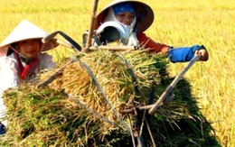 Nông nghiệp Việt Nam đang “tự giẫm chân mình”