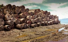Khởi tố doanh nghiệp xuất khẩu gỗ lậu tại Bình Phước