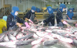 Bất lợi từ mức thuế mới đối với cá tra Việt Nam nhập khẩu vào Mỹ