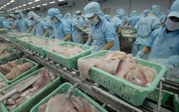 Người nuôi cá tra và doanh nghiệp lúng túng với Nghị định 36