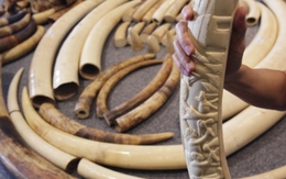Phát hiện 90kg ngà voi châu Phi đội lốt thực phẩm vào Việt Nam 
