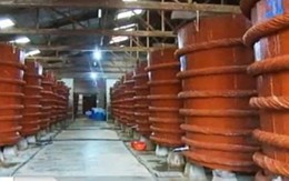 Phú Quốc: Điện lưới thúc đẩy sản xuất nông thủy sản 