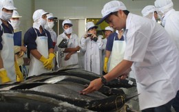 Đấu giá lô cá ngừ đầu tiên của Việt Nam xuất sang Nhật Bản 