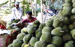 Tiền Giang: Sầu riêng đạt giá cao nhất từ trước đến nay