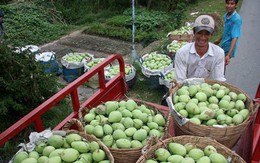 Trái cây Việt lũ lượt... xuất ngoại 