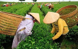 Chứng minh Trà Ô Long của Việt Nam không nhiễm dioxin