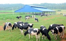 30 năm nữa chăn nuôi bò sữa Việt Nam mới bằng nổi Đài Loan