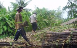 'Ém' số liệu nhập khẩu đường, doanh nghiệp bị thiệt hại