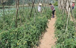 Nghệ An lập khu nông nghiệp ứng dụng công nghệ cao