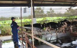 Nghệ An: Trang trại chăn nuôi bò sữa Vinamilk đạt chuẩn quốc tế
