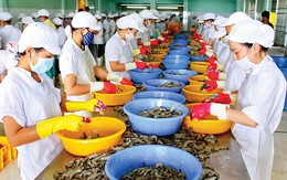 Tiềm năng lớn xuất khẩu tôm sang Australia