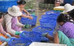 VN Investment Fund II bán 3,5 triệu CP, hoàn tất thoái vốn tại MPC
