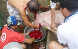 Sợ thịt bẩn, cả xóm góp chung lợn, mở lò mổ riêng
