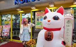 Tại sao người Nhật chuộng hình ảnh mèo trong kinh doanh?