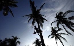 Khủng hoảng cây dừa tại châu Á