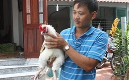 Bỏ tiền triệu săn gà cổ thuần Việt ăn Tết