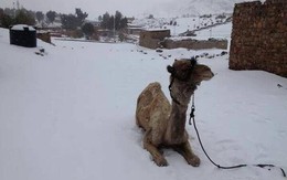Tuyết rơi tại thủ đô Ai Cập lần đầu tiên sau 112 năm