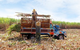 Cây mía Việt Nam vươn mình qua thách thức