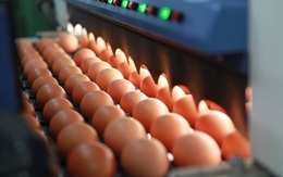 Thị trường ngành gia cầm dần phục hồi, người chăn nuôi an tâm mở rộng quy mô đầu tư