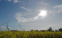 Lối đi nào cho ngành sản xuất lúa gạo Việt Nam?