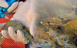 Quy trình sản xuất tôm giống thuần Việt chất lượng cao