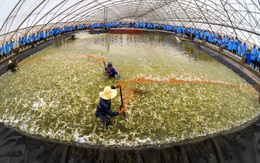 Tập đoàn Việt – Úc đạt nhiều chứng nhận khi ứng dụng công nghệ cao vào ngành tôm