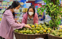 100 tấn cam sành Vĩnh Long đã có mặt tại hệ thống Saigon Co.op