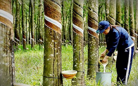 Cao su Phước Hòa đã nhận tiền bồi thường bàn giao đất làm dự án VSIP III