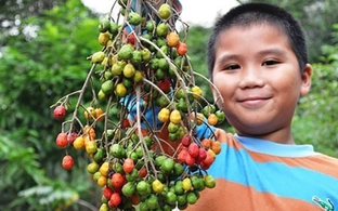 Đừng chỉ ăn quả, lá và vỏ loại cây này "đại bổ", ở quê xin nhau còn được