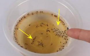 Muỗi sợ nhất bát "nước" này, chỉ cần đặt một vài cái trong nhà, muỗi và côn trùng bị diệt sạch sẽ