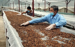 Việt Nam 'đổ bê tông' vị thế xuất khẩu cà phê lớn thứ 2 thế giới: Trung Nguyên, Highlands, Nestlé đua nhau xây nhà máy nghìn tỷ