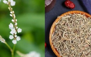 Người Việt biến lá rau dại thành "lá vàng", hái đếm tiền không xuể