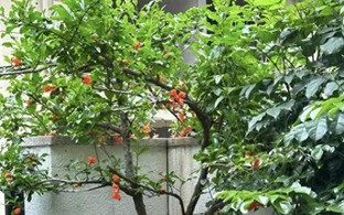 "Muốn giàu nuôi cá, muốn khá trồng cây" - 3 cây này đứng trong sân như nam châm hút tiền, tà khí chạy mất dép!