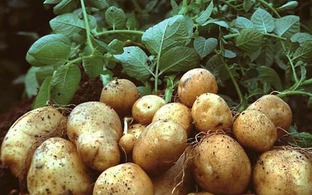 Củ này rẻ hơn khoai sọ, bổ hơn khoai lang, chợ Việt bán 40.000đ/kg: Không mua phí của trời!