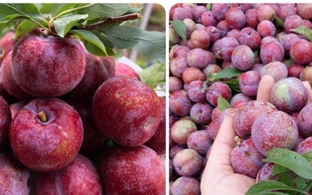 Những người nên hạn chế ăn mận