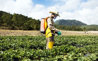 Hỗ trợ nông dân canh tác, sử dụng thuốc bảo vệ thực vật bền vững Hỗ trợ nông dân canh tác, sử dụng thuốc bảo vệ thực vật bền vững