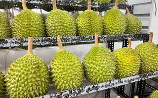 Sầu riêng tiền triệu 'cháy hàng' dịp Tết, Việt kiều về nước săn lùng đặc sản