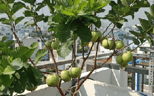 5 lý do vì sao nên trồng một cây ổi trong nhà