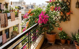 Ban công hướng Tây nắng như đổ lửa, trồng cây gì để vừa sống khỏe vừa đẹp?