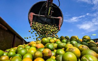 Giá đường tăng 45%, ca cao tăng 52% trong một năm qua nhưng vẫn chưa là gì so với loại nông sản này Giá đường tăng 45%, ca cao tăng 52% trong một năm qua nhưng vẫn chưa là gì so với loại nông sản này